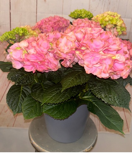 Blooming Hydrangea Pink Plant