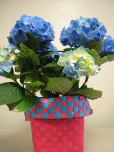 BLOOMING HYDRANGEA Plant