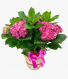 Blooming Hydrangea Plant (COLOR MAY VARY) 
