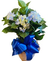 Blooming Hydrangea Plant 