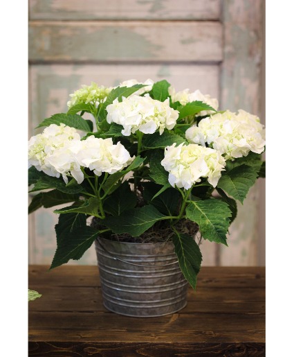 Blooming Hydrangea (Color May Vary) Plant