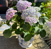 Blooming Hydrangea Plant