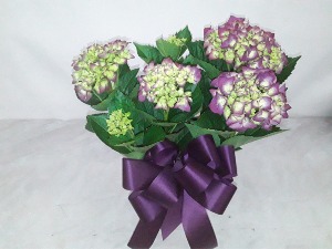 BLOOMING HYDRANGEA PLANT