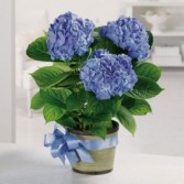 Blooming Hydrangea Plant Blooming Plant