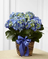 Blooming Hydrangea Plant Blooming Plant