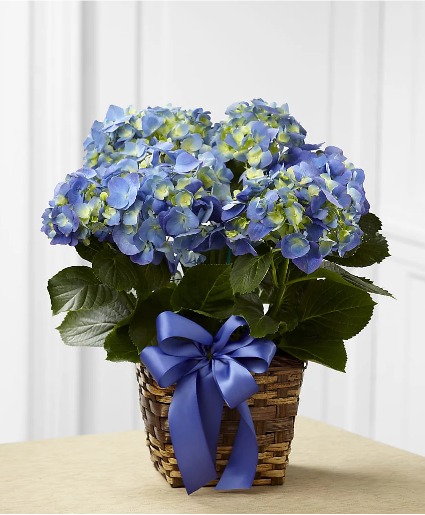 Blooming Hydrangea Plant Blooming Plant