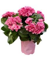 BLOOMING HYDRANGEA PLANT - LARGE 