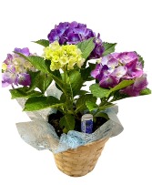 Blooming Hydrangea Plant - Small 
