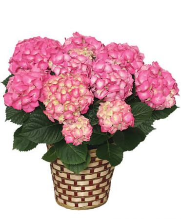 Blooming Hydrangea Potted Plant