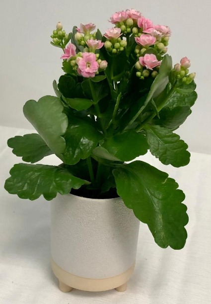 Blooming Kalanchoe - 4