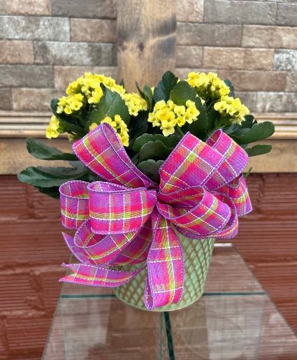 Blooming Kalanchoe