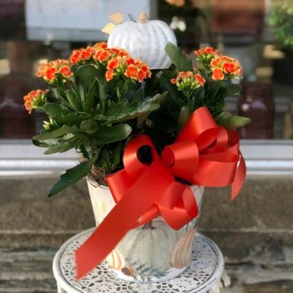 Blooming Kalanchoe Houseplant