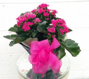 Blooming Kalanchoe  Plant