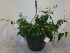 Category Image