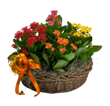 Blooming on your table Karancho plants