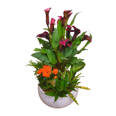 Blooming Orchestra Plant