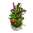 Blooming Orchestra Plant
