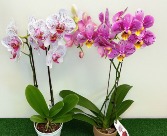 Blooming Orchid House/Office Plant