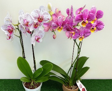 Blooming Orchid House/Office Plant in Fairview, OR | QUAD'S GARDEN - Home to Trinette's Floral Blooming Orchid House/Office Plant in Fairview, OR | QUAD'S GARDEN - Home to Trinette's Floral