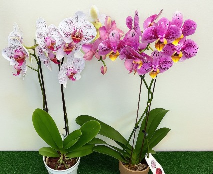 Blooming Orchid House/Office Plant