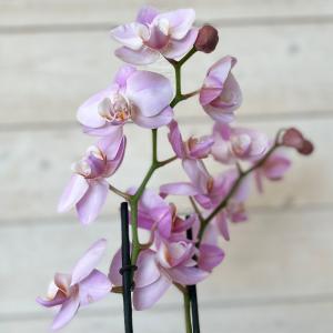 Blooming Orchid Plant