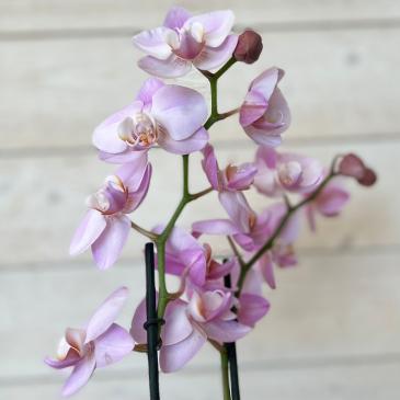 Blooming Orchid Plant in Mattapoisett, MA | Blossoms Flower Shop