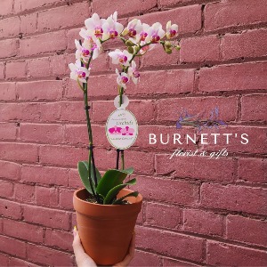 Blooming Mini Orchid White Plant