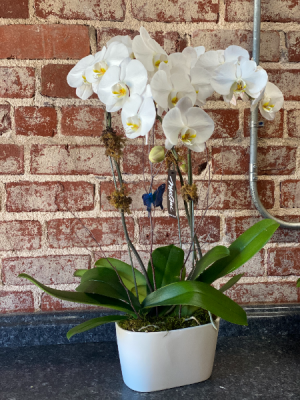 Blooming Orchid  Plant 