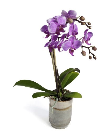 Blooming Orchid Plant