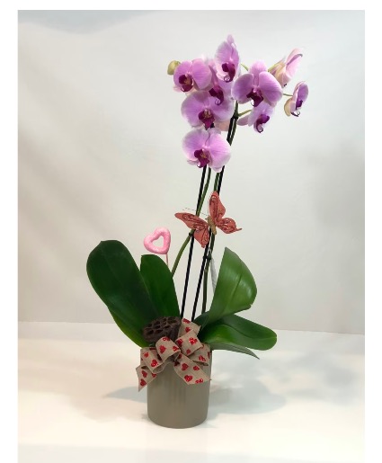 Blooming Orchid plant  