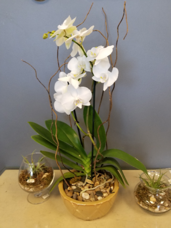 Blooming Orchid Plant Houseplant