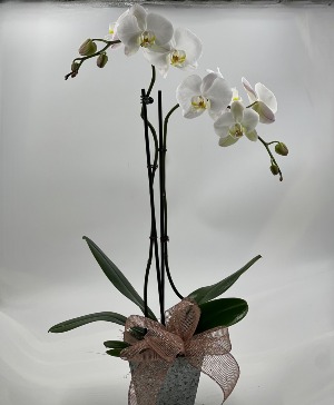 Blooming Orchid Potted Plant