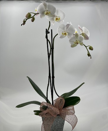 Blooming Orchid Potted Plant in Lubbock, TX | TOWN SOUTH FLORAL