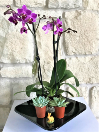 BLOOMING ORCHID WITH SUCCLENT 