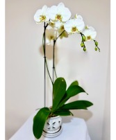 Blooming White Orchid House Plant