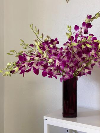 Blooming Orchids Flowers in Fort Myers, FL | ANGEL BLOOMS LLC.