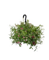 Blooming Outdoor Hanging Baskets Plants