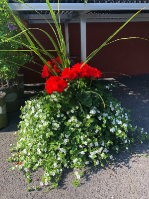 Blooming Patio Pot outdoor 