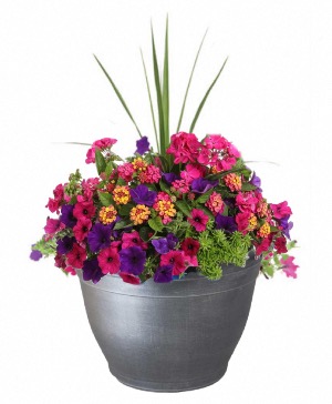 Blooming Patio Pot Planted Seasonal Annuals