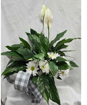 Blooming Peace Lilly Plant