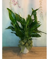 Blooming Peace Lily 
