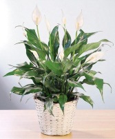 Blooming Peace Lily House Plant