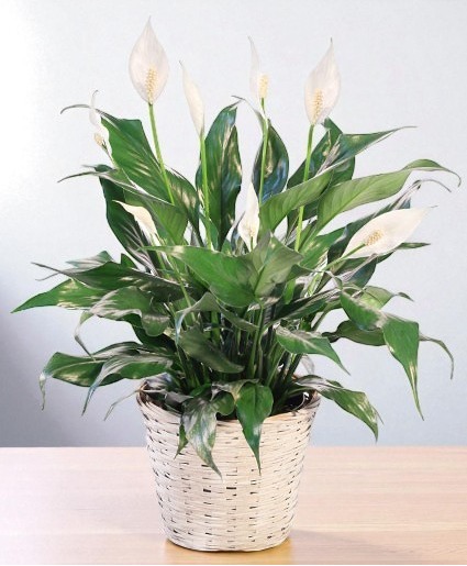 Blooming Peace Lily House Plant