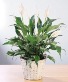 Blooming Peace Lily House Plant
