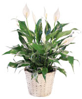 Blooming Peace Lily House Plant in Etobicoke, Ontario | RHEA FLOWER SHOP