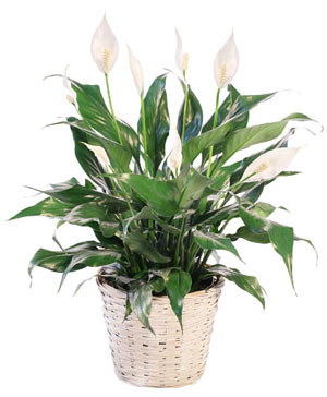 Blooming Peace Lily House Plant