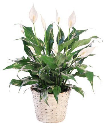 Blooming Peace Lily House Plant in Ozone Park, NY | Heavenly Florist