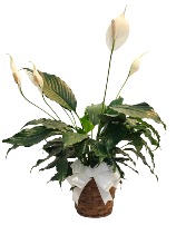 Blooming Peace Lily Houseplant