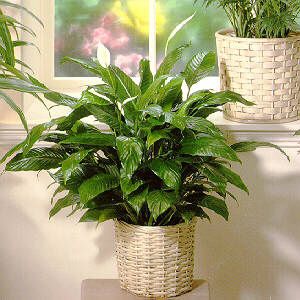 Blooming Peace Lily Plant in Mount Pleasant, SC | M & M CREATIONS FLORIST Blooming Peace Lily Plant in Mount Pleasant, SC | M & M CREATIONS FLORIST