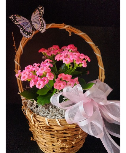 Blooming Pink